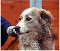 Nelson – adoptuj tego kochanego psiego młodzieńca - 8