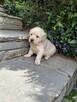 Szczeniaczki Golden Retriver - 9