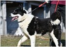 Karel – szuka odpowiedzialnego domu znającego ten typ rasy - 2