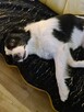 Suczka rasy Border Collie - 2