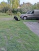 Owczarki niemieckie dwa psy i suczka - 3