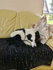 Suczka rasy Border Collie - 3