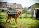 KROMKA psijaciel na zawsze - 3