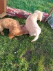 Golden retriever - 11