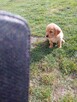 Golden retriever - 16