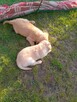 Golden retriever - 10