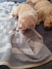 Golden retriever - 15