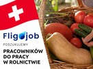 Praca w Szwajcarii – gospodarstwo warzywne - 2