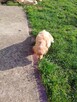 Golden retriever - 13