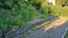 Działka ogrodnicza ROD Tuchomek (Warzenko), pow. ~300m2 - 11