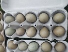 Sprzedam jajka bażanta lęgowe Mielec - 3
