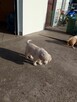 Golden retriever - 14