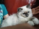Sprzedam kotkę Ragdoll - 2