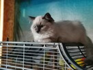 Sprzedam kotkę Ragdoll - 3