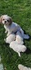 Shih tzu puchate cuda - 3