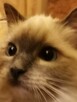 Sprzedam kotkę Ragdoll - 4