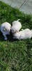 Shih tzu puchate cuda - 4