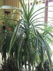 Sprzedam duży kwiat doniczkowy pandan 330zł. - 2