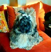 Shih tzu FCI piesek - 5