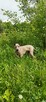 Thai Ridgeback Dog - dog thajski - 4