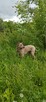 Thai Ridgeback Dog - dog thajski - 2