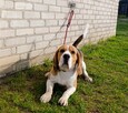 Reproduktor Beagle z rodowodem - 6