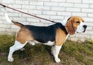 Reproduktor Beagle z rodowodem - 3