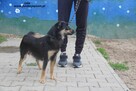 Lala szuka kochającego domku - 3