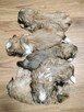 Shih tzu - 5
