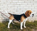 Reproduktor Beagle z rodowodem - 5