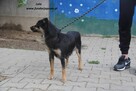 Lala szuka kochającego domku - 4