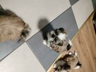 Shih tzu - 9