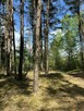 Działka z Lasem - 2