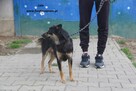 Lala szuka kochającego domku - 2