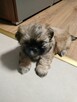 Shih tzu - 7
