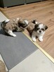 Shih tzu - 8