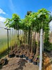 Katalpa Catalpa Nana 150cm-240cm - 2