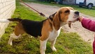 Reproduktor Beagle z rodowodem - 4