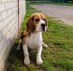 Reproduktor Beagle z rodowodem - 2