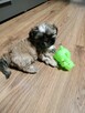 Shih tzu - 6