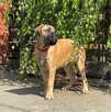 Bullmastiff - 2