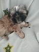 Shih tzu - 3