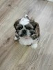 Shih tzu - 2