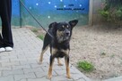 Lala szuka kochającego domku - 1