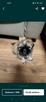 Shih tzu - 4