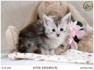 Srebrzysta kotka maine coon - 5