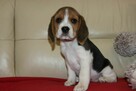 Beagle szczeniaczki po Championie Polski ZKwP (FCI) - 4