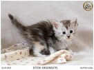 Srebrzysta kotka maine coon - 6