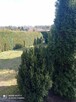 Sprzedam działkę ROD w Prądocinie - 12