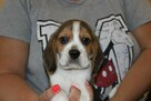 Beagle szczeniaczki po Championie Polski ZKwP (FCI) - 2